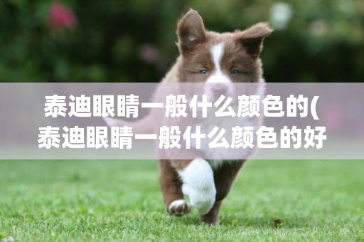 泰迪眼睛一般什么顏色的(泰迪眼睛一般什么顏色的好)