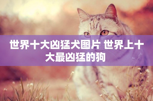 世界十大兇猛犬圖片 世界上十大最兇猛的狗 