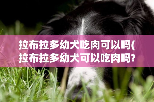 拉布拉多幼犬吃肉可以嗎(拉布拉多幼犬可以吃肉嗎?)