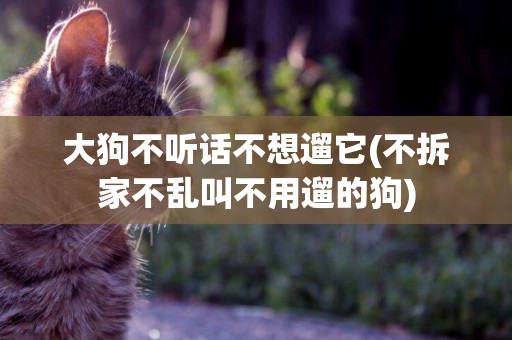 大狗不聽話不想遛它(不拆家不亂叫不用遛的狗)