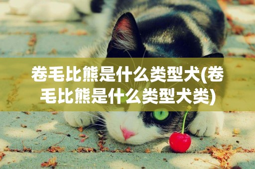 卷毛比熊是什么類型犬(卷毛比熊是什么類型犬類)