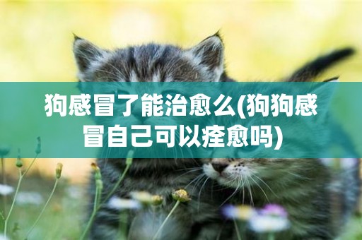狗感冒了能治愈么(狗狗感冒自己可以痊愈嗎)