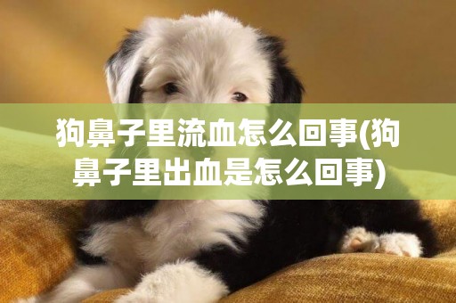 狗鼻子里流血怎么回事(狗鼻子里出血是怎么回事)