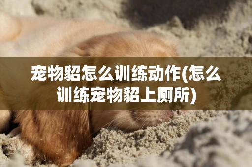 寵物貂怎么訓練動作(怎么訓練寵物貂上廁所)