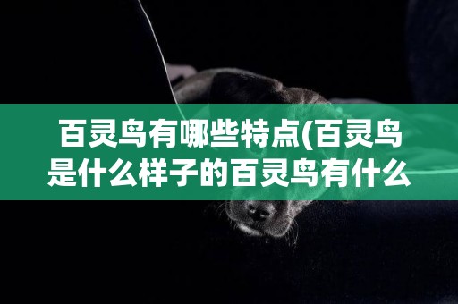 百靈鳥有哪些特點(百靈鳥是什么樣子的百靈鳥有什么特點)
