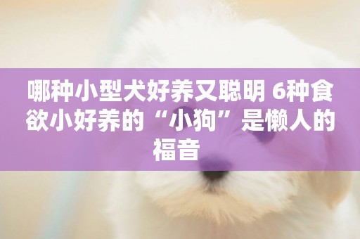哪種小型犬好養又聰明 6種食欲小好養的“小狗”是懶人的福音 
