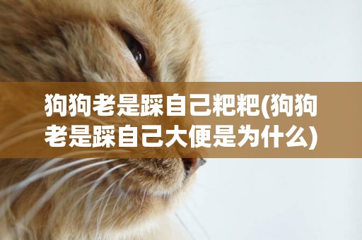 狗狗老是踩自己粑粑(狗狗老是踩自己大便是為什么)