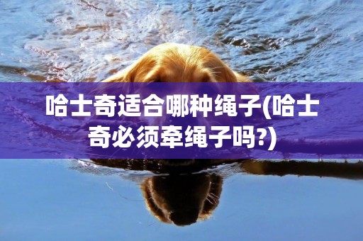 哈士奇適合哪種繩子(哈士奇必須牽繩子嗎?)