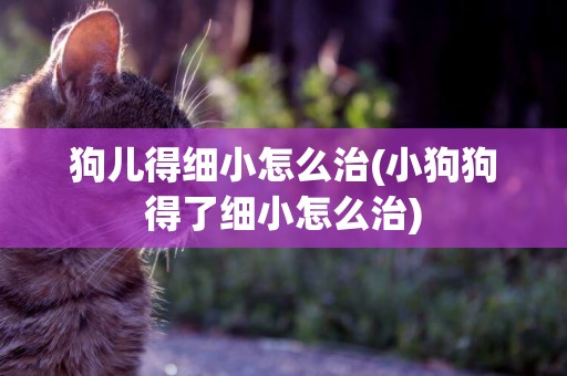 狗兒得細小怎么治(小狗狗得了細小怎么治)