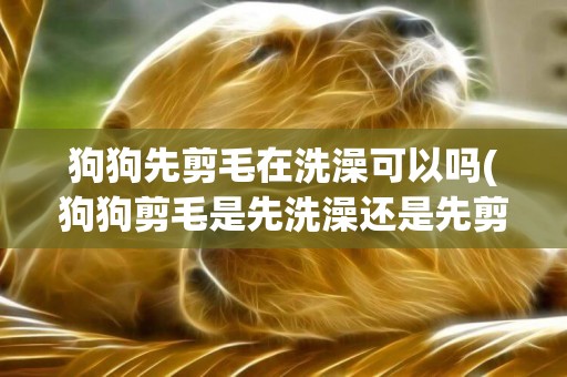 狗狗先剪毛在洗澡可以嗎(狗狗剪毛是先洗澡還是先剪毛)