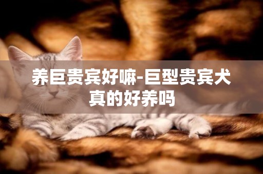 養巨貴賓好嘛-巨型貴賓犬真的好養嗎
