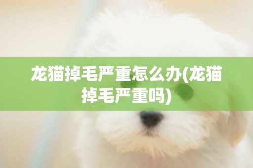 龍貓掉毛嚴重怎么辦(龍貓掉毛嚴重嗎)