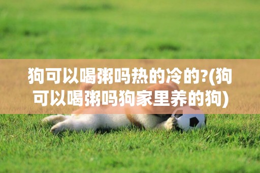 狗可以喝粥嗎熱的冷的?(狗可以喝粥嗎狗家里養的狗)