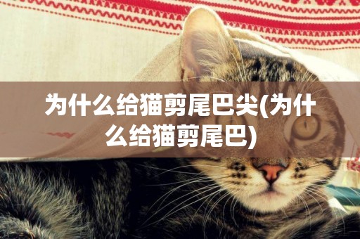 為什么給貓剪尾巴尖(為什么給貓剪尾巴)