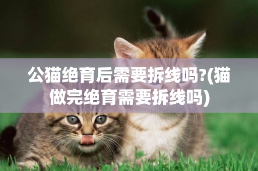 公貓絕育后需要拆線嗎?(貓做完絕育需要拆線嗎)