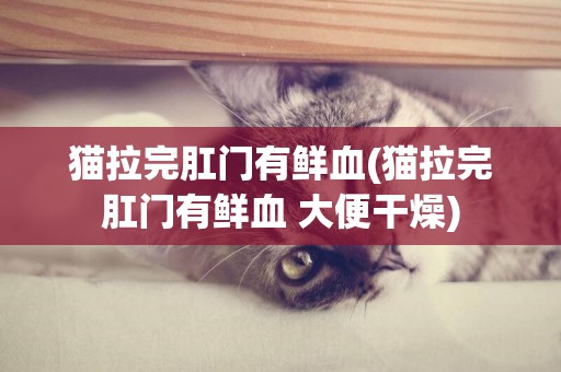 貓拉完肛門有鮮血(貓拉完肛門有鮮血 大便干燥)
