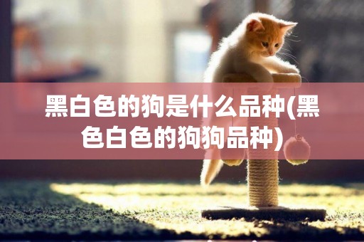 黑白色的狗是什么品種(黑色白色的狗狗品種)