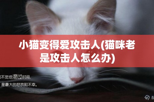 小貓變得愛攻擊人(貓咪老是攻擊人怎么辦)