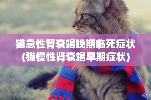 貓急性腎衰竭晚期臨死癥狀(貓慢性腎衰竭早期癥狀)