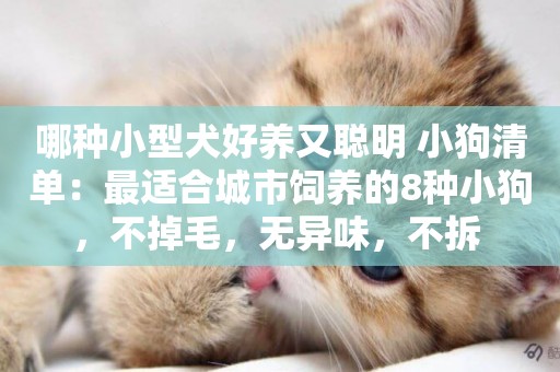 哪種小型犬好養又聰明 小狗清單：最適合城市飼養的8種小狗，不掉毛，無異味，不拆 