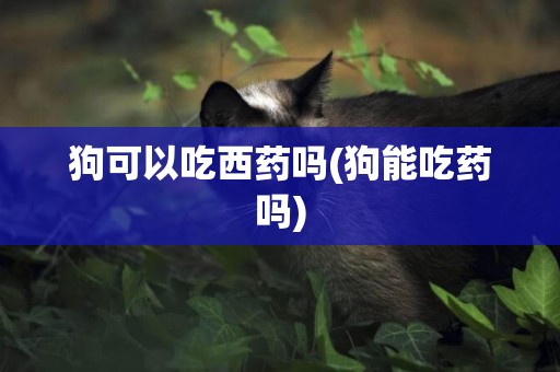 狗可以吃西藥嗎(狗能吃藥嗎)