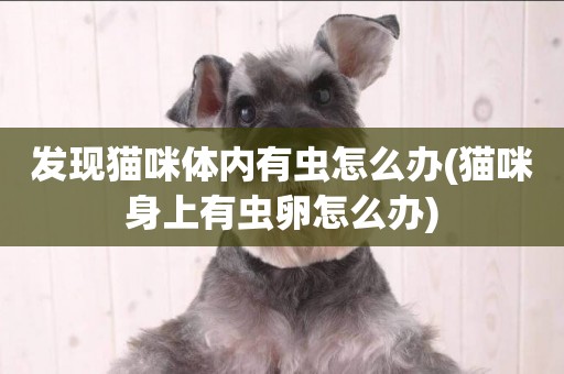 發現貓咪體內有蟲怎么辦(貓咪身上有蟲卵怎么辦)