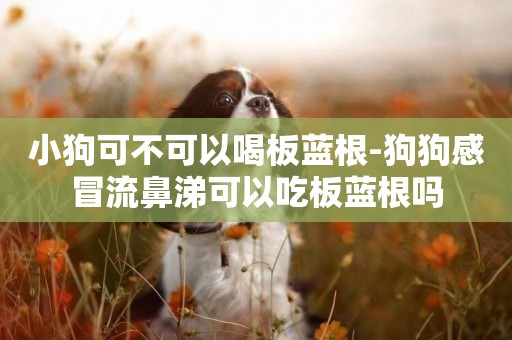 小狗可不可以喝板藍根-狗狗感冒流鼻涕可以吃板藍根嗎