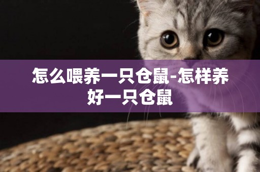 怎么喂養一只倉鼠-怎樣養好一只倉鼠