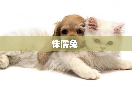 侏儒兔 
