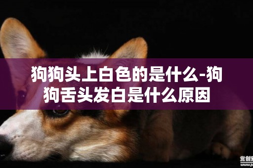 狗狗頭上白色的是什么-狗狗舌頭發白是什么原因
