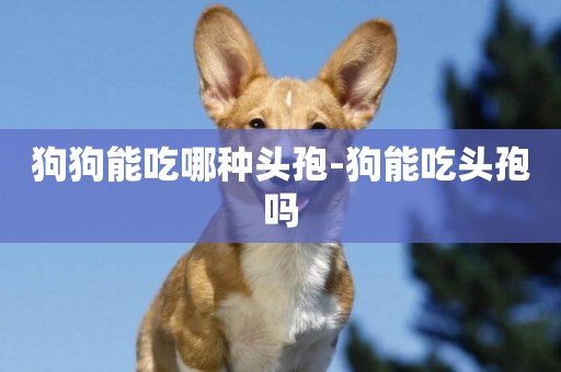 狗狗能吃哪種頭孢-狗能吃頭孢嗎