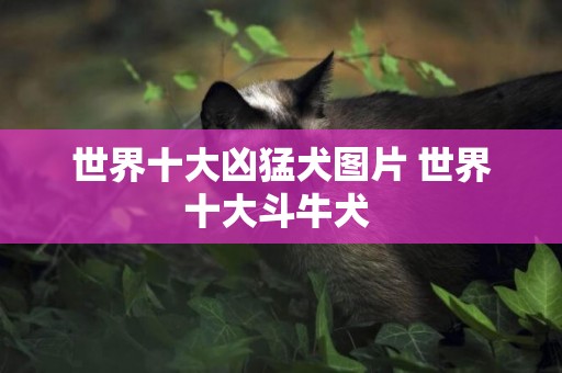 世界十大兇猛犬圖片 世界十大斗牛犬 