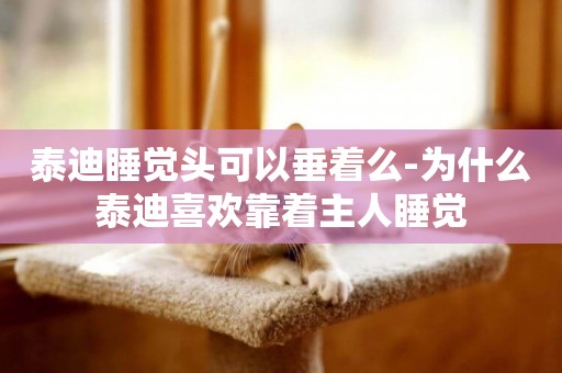 泰迪睡覺頭可以垂著么-為什么泰迪喜歡靠著主人睡覺