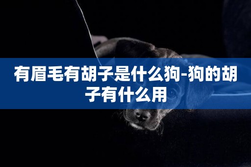 有眉毛有胡子是什么狗-狗的胡子有什么用