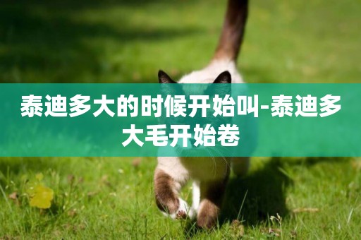 泰迪多大的時候開始叫-泰迪多大毛開始卷