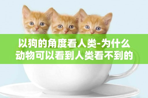 以狗的角度看人類-為什么動物可以看到人類看不到的東西