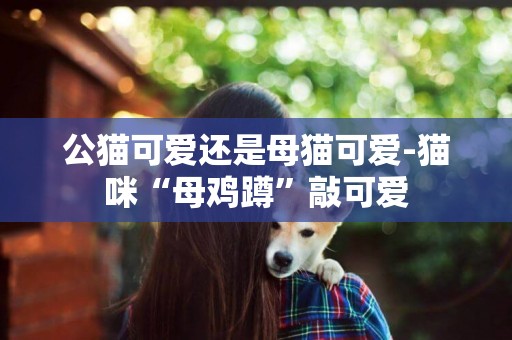 公貓可愛還是母貓可愛-貓咪“母雞蹲”敲可愛