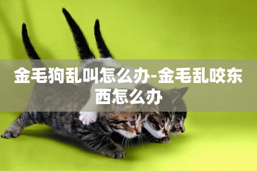 金毛狗亂叫怎么辦-金毛亂咬東西怎么辦