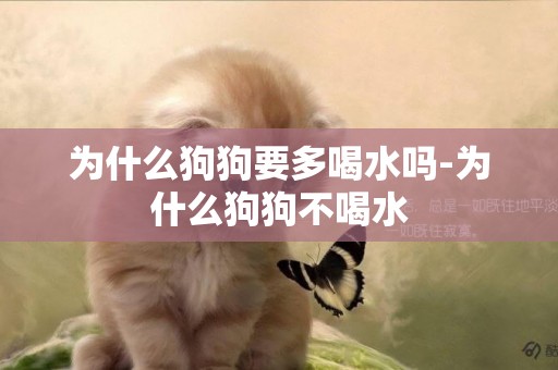 為什么狗狗要多喝水嗎-為什么狗狗不喝水