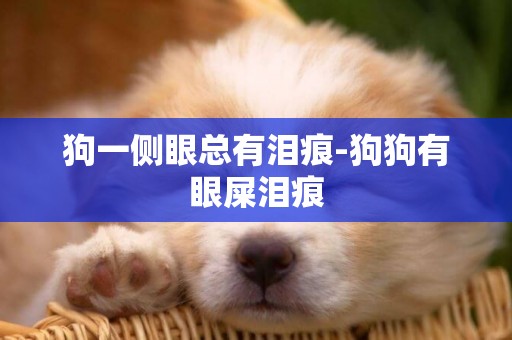 狗一側眼總有淚痕-狗狗有眼屎淚痕