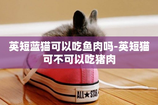 英短藍貓可以吃魚肉嗎-英短貓可不可以吃豬肉