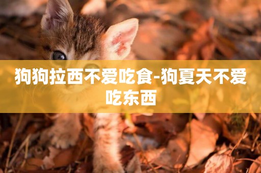 狗狗拉西不愛吃食-狗夏天不愛吃東西