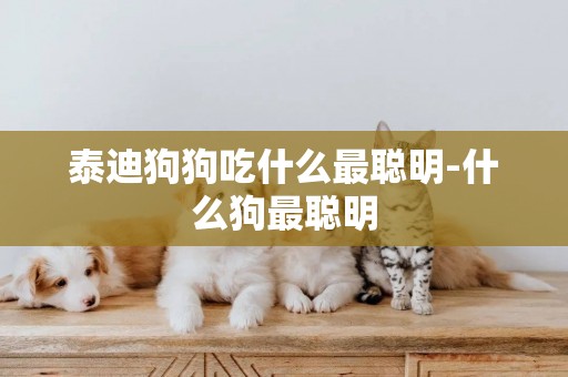 泰迪狗狗吃什么最聰明-什么狗最聰明