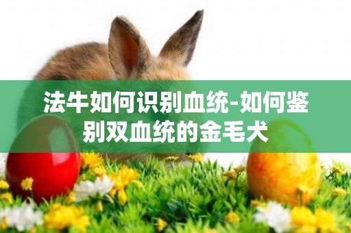 法牛如何識別血統-如何鑒別雙血統的金毛犬