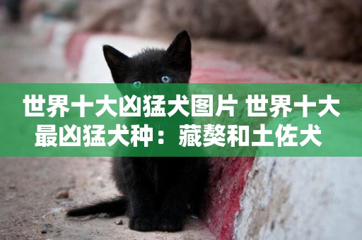 世界十大兇猛犬圖片 世界十大最兇猛犬種：藏獒和土佐犬 