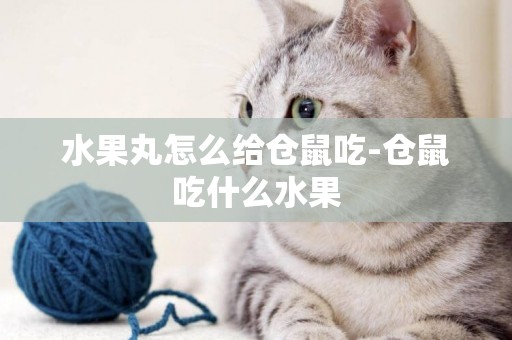 水果丸怎么給倉鼠吃-倉鼠吃什么水果