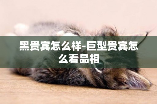 黑貴賓怎么樣-巨型貴賓怎么看品相