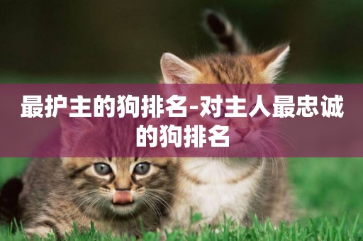 最護主的狗排名-對主人最忠誠的狗排名