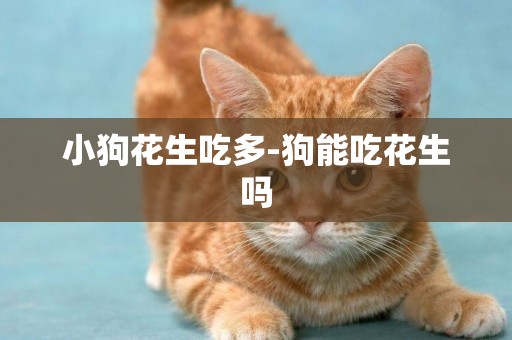 小狗花生吃多-狗能吃花生嗎
