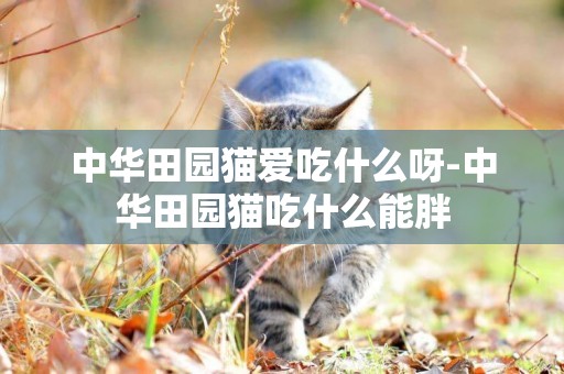 中華田園貓愛吃什么呀-中華田園貓吃什么能胖